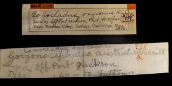 Media type: image;   Invertebrate Zoology OPH-2896 Description: Original handwritten specimen labels;  Aspect: labels